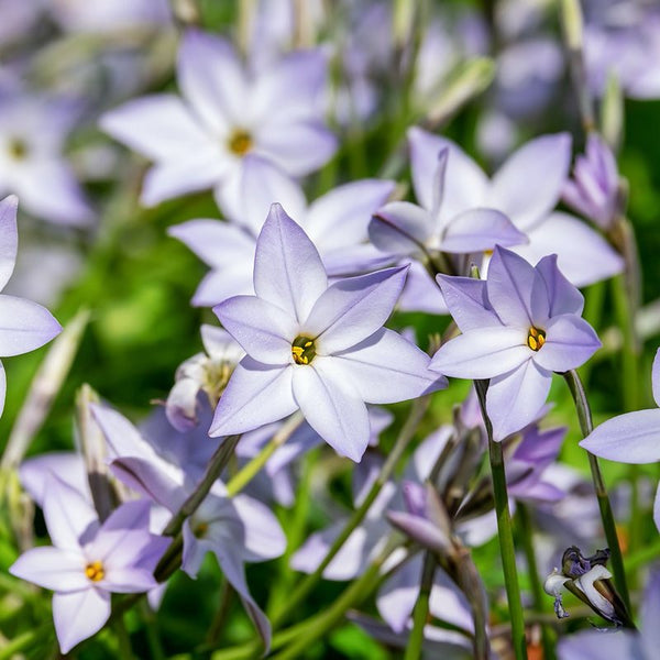 Starflower
