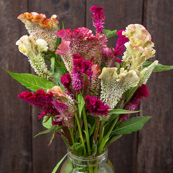 Celosia