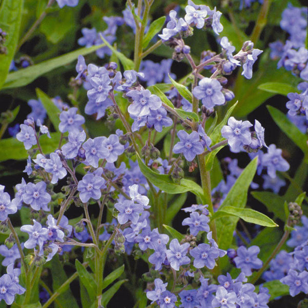 Forget-Me-Not