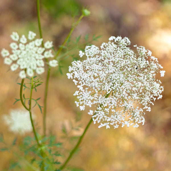 Queen Anne's Lace