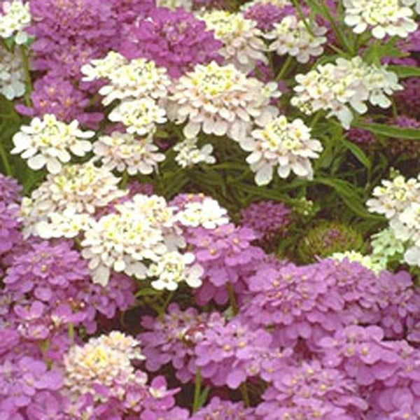 Candytuft