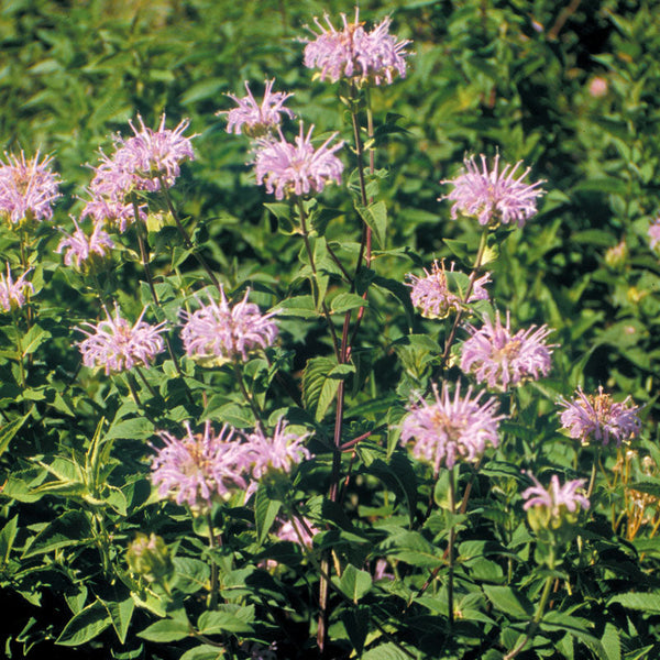 Bee Balm
