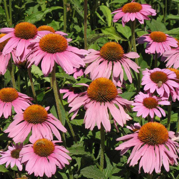 Echinacea