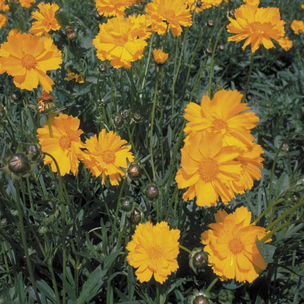 Coreopsis