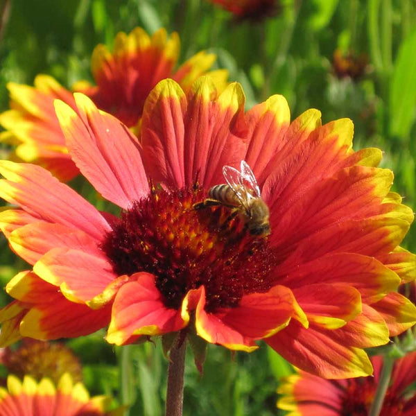 Blanketflower