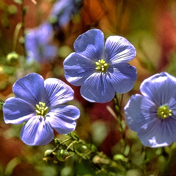 Flax