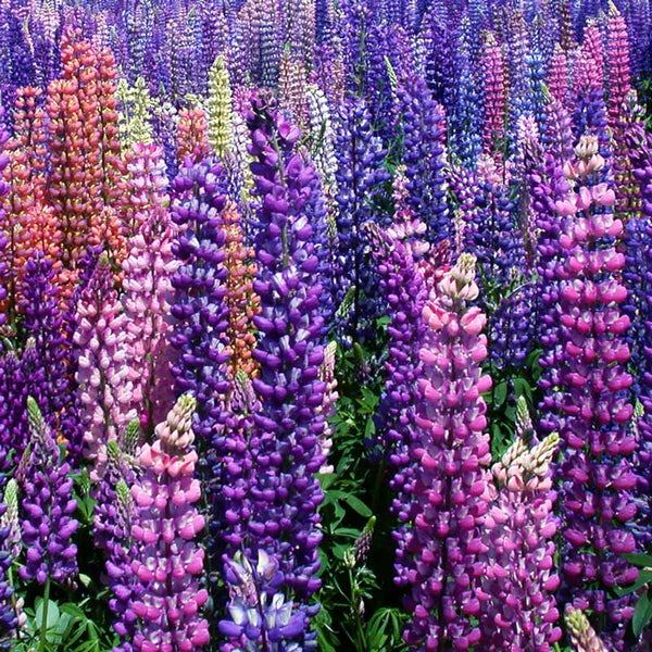 Lupine