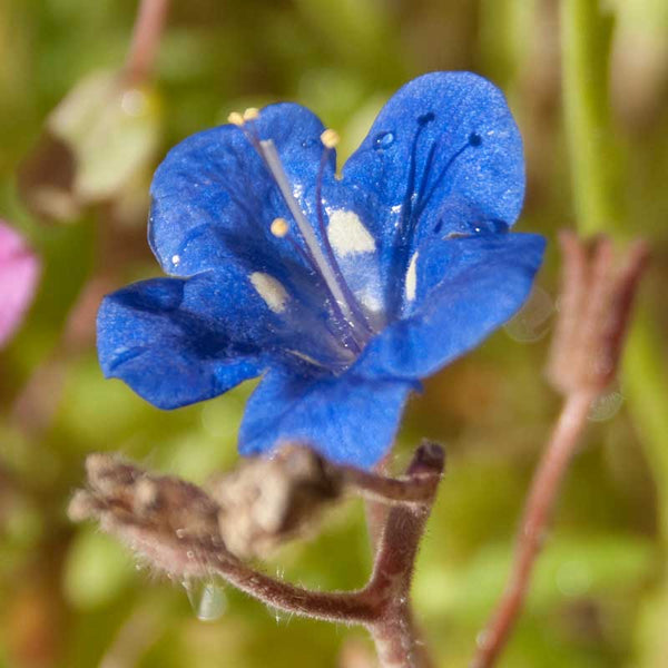 Blue Bells