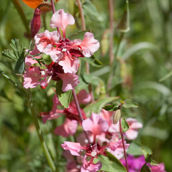 Mountain Garland