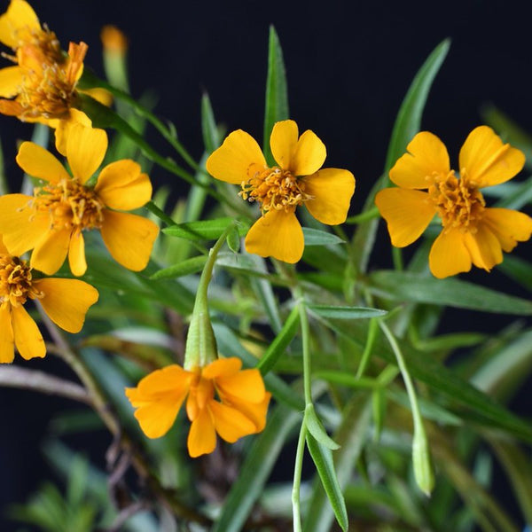 Tarragon