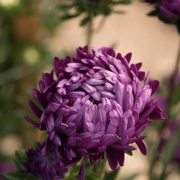Aster