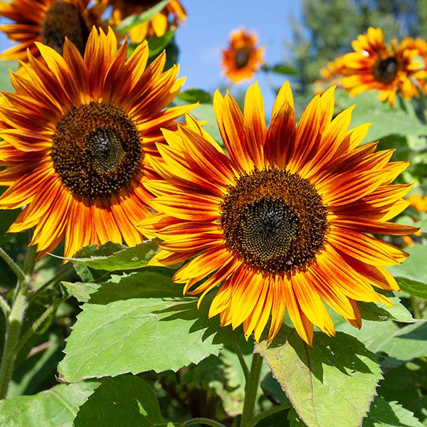 Sunflower