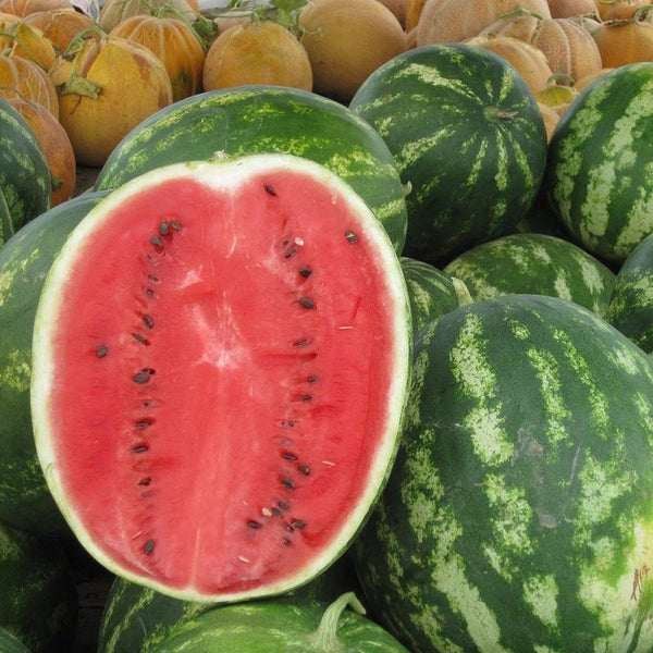 Watermelon