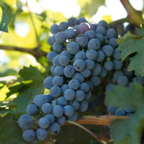 Grapes