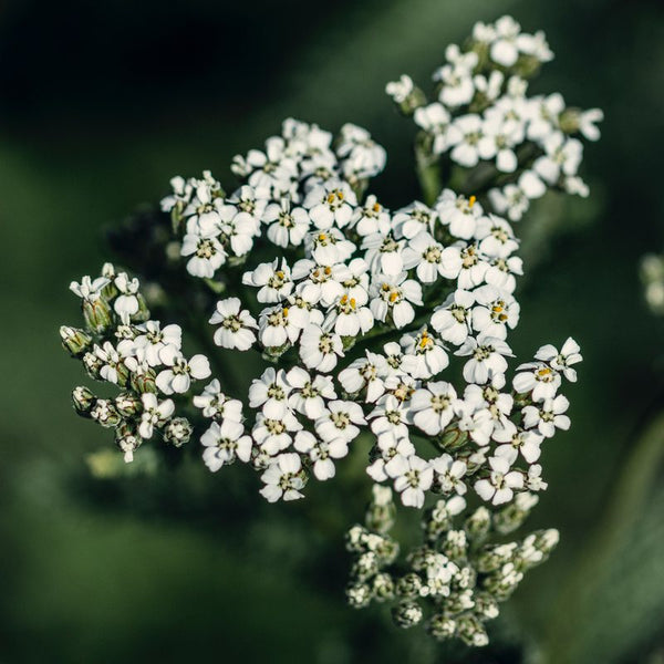 Yarrow