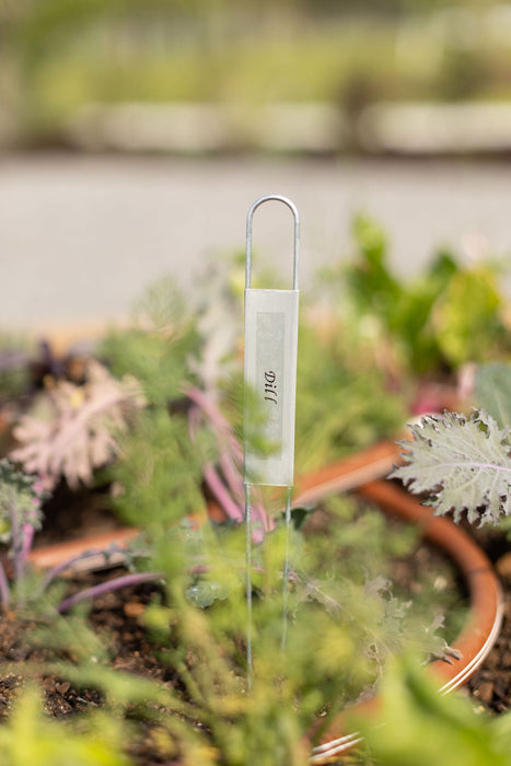 Dill plant marker in a vibrant home herb garden with green and purple leafy plants and a terracotta pot.