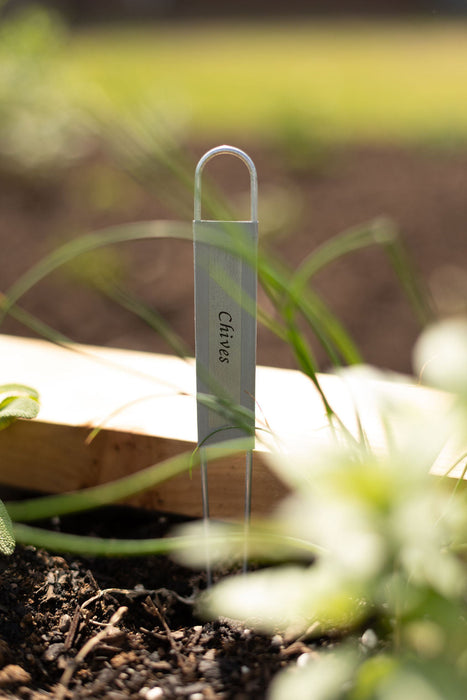 Metal "Chives" plant marker in a sunny herb garden bed, surrounded by green chive plants.