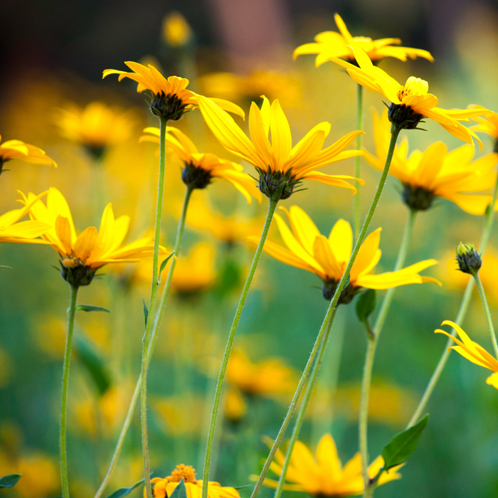 Jerusalem Artichoke Tubers
