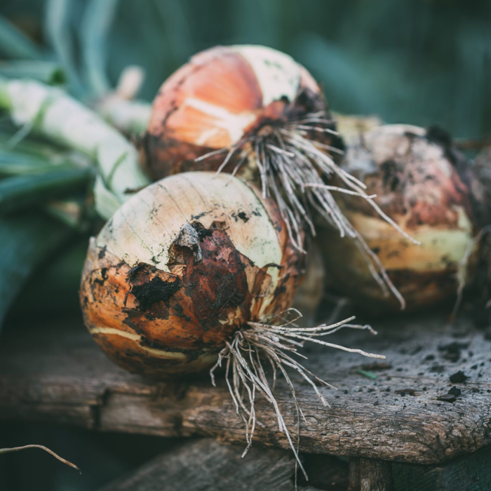Walla Walla Onion Plants (Heirloom, Long Day)