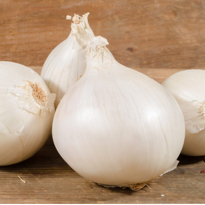 White Spanish Onion Plants (Long Day)