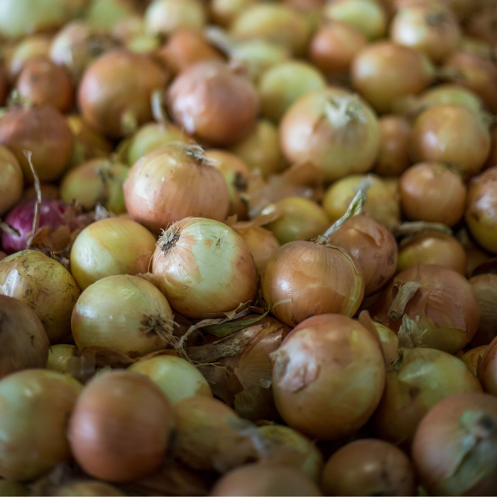 Highlander Onion Plants (Intermediate - Long Day)