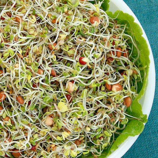 Spicy Salad Mix Sprouting Seeds