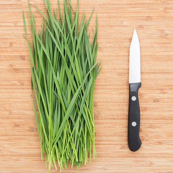 Wheatgrass Shoots