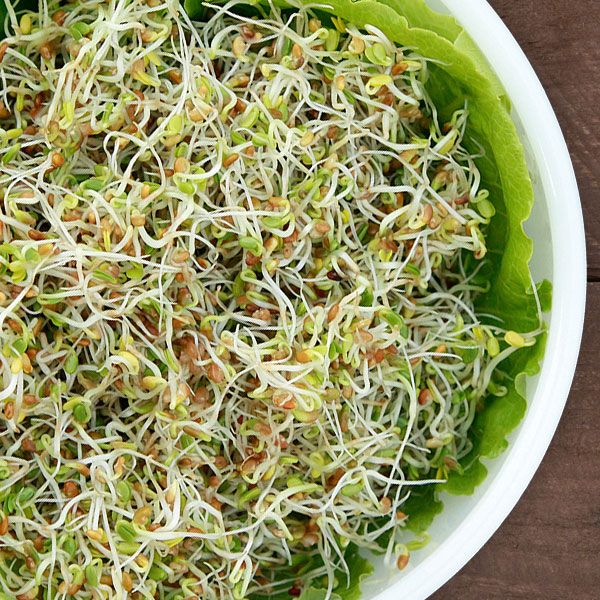 Red Clover Sprouting Seeds