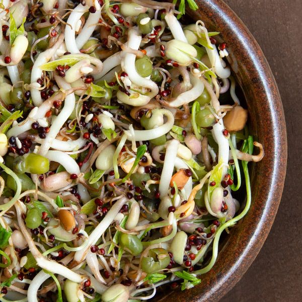 Salad Bowl Blend Sprouting Seeds