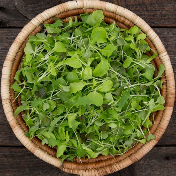 Silk Road Mix Microgreens