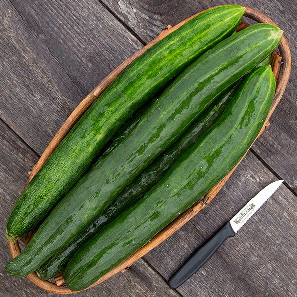 Tasty Green F1 Cucumber