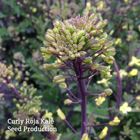 Curly Roja Kale