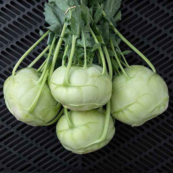 Trero Kohlrabi