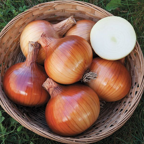Valencia Onion