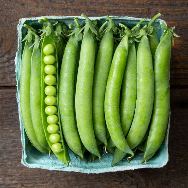 PLS 595 Shell Pea