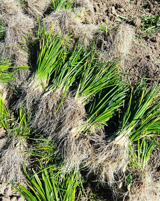 Red Rock Onion Plants (Short - Intermediate Day)