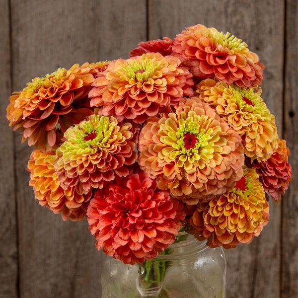 Queeny Lime Orange Zinnia