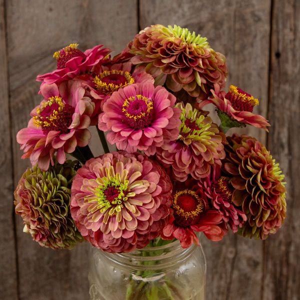 Queeny Lime Red Zinnia