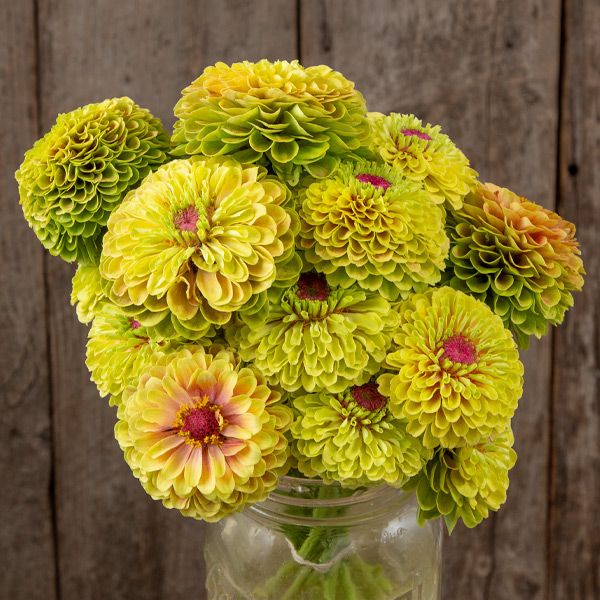 Queeny Lime with Blotch Zinnia