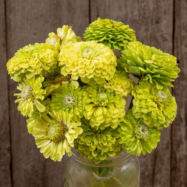 Queeny Lime Zinnia