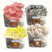 Mushroom Fruiting Block Kits: Pink, Blue, Gold Oyster, Lion's Mane. Grow gourmet edible mushrooms at home.