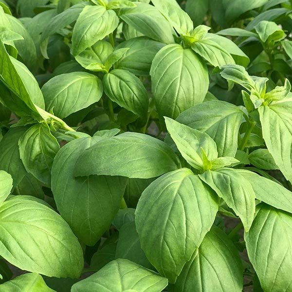 Prospera® F1 Basil