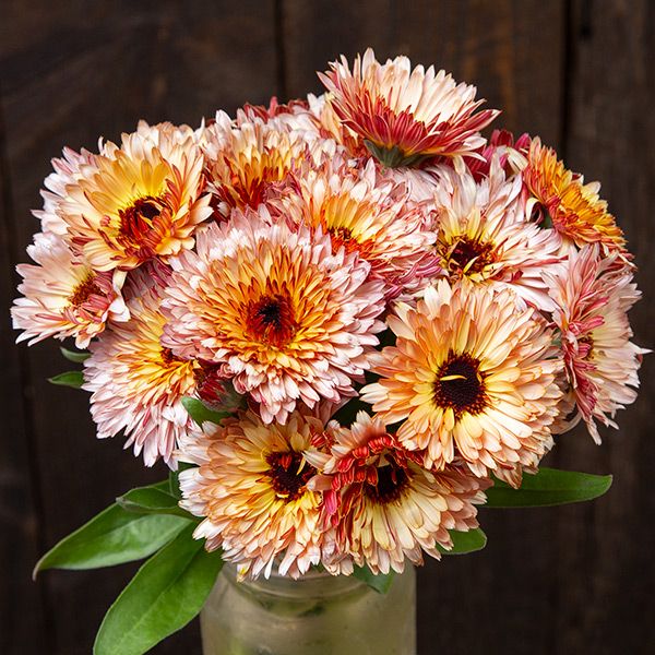 Strawberry Blonde Calendula