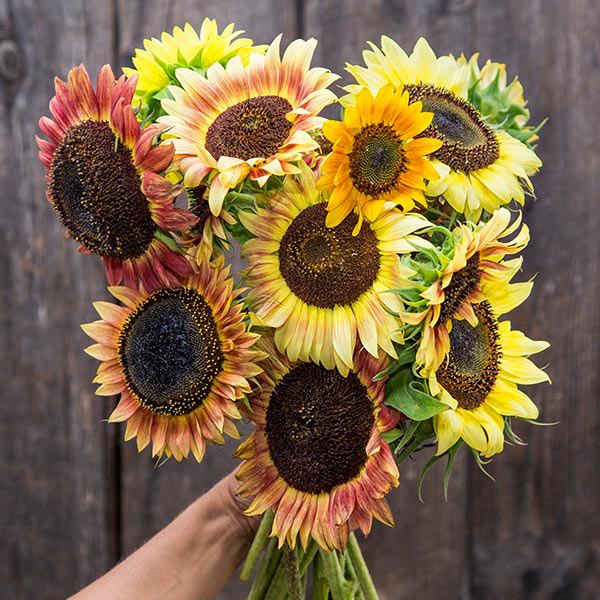 Organic Sunflower, Evening Colors