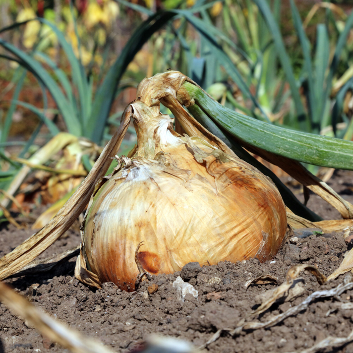 Candy Onion Plants (Intermediate - Day-Neutral Hybrid)