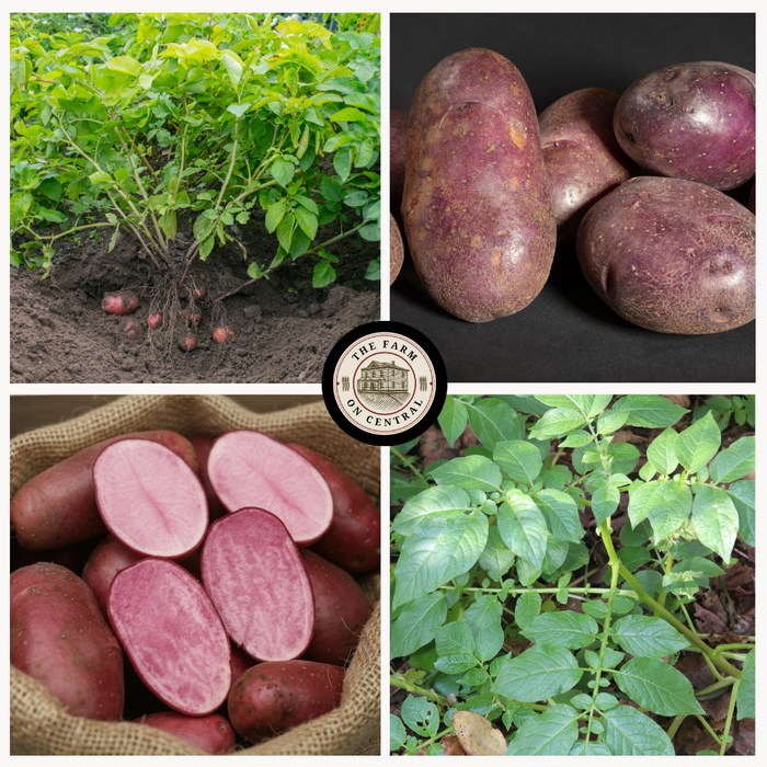 Adirondack Red Seed Potato
