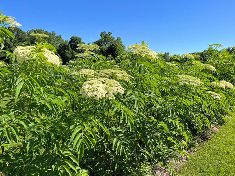 East Grove Elderberry