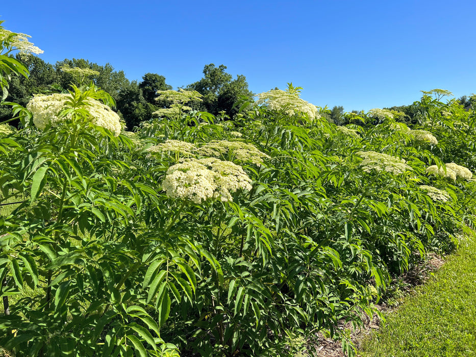 PREORDER Ranch Elderberry Cuttings
