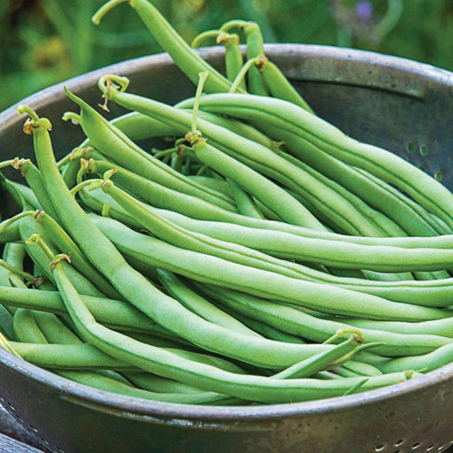 Freshly picked green beans in a rustic metal colander. Healthy, vibrant garden harvest.