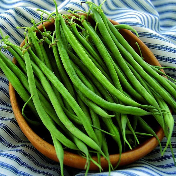 Fin De Bagnol Bean (Bush)